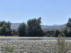 Vanellus chilensis chilensis