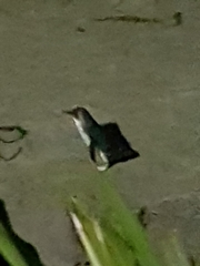 Eudyptula minor minor