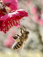 Apis cerana japonica