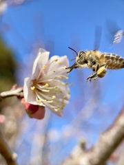 Apis cerana japonica