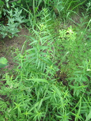 Scutellaria baicalensis