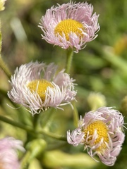 Erigeron philadelphicus