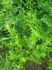 Scutellaria baicalensis