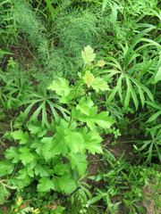 Crataegus pinnatifida