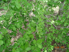 Pithecellobium unguis-cati