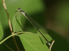 Enallagma divagans