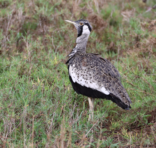 Hartlaub's Bustard (Lissotis hartlaubii), photo 8