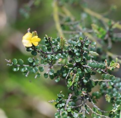 Bossiaea foliosa