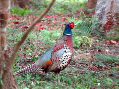 Phasianus colchicus formosanus