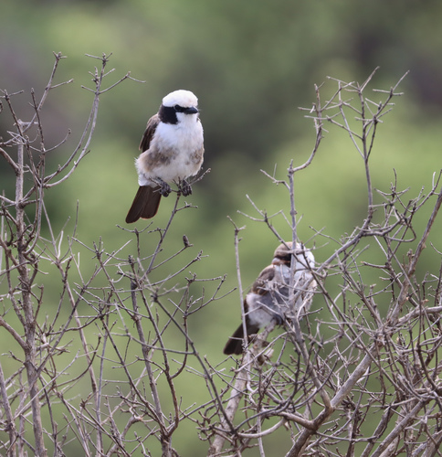 White-rumped Shrike