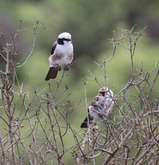 Northern White-Crowned Shrike photo 5