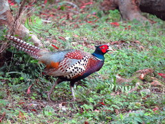 Phasianus colchicus formosanus
