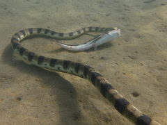 Hydrophis major