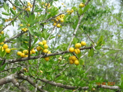 Agonandra obtusifolia