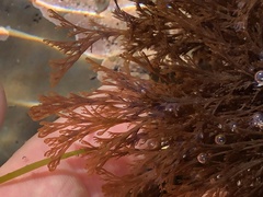 Microcladia borealis