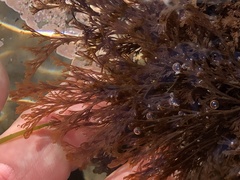 Microcladia borealis