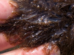 Microcladia borealis