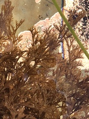 Microcladia borealis