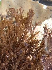 Microcladia borealis