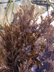 Microcladia borealis
