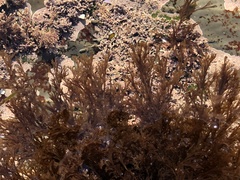 Microcladia borealis