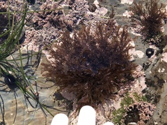 Microcladia borealis