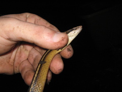 Coniophanes schmidti