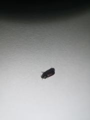 Cossoninae