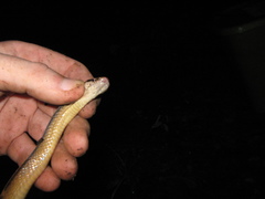 Coniophanes schmidti