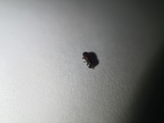 Cossoninae