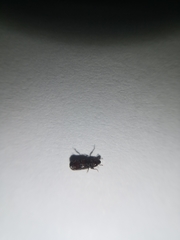 Cossoninae