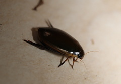 Cybister tripunctatus