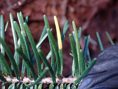 Contarinia pseudotsugae