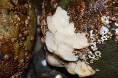 Onchidoris bilamellata