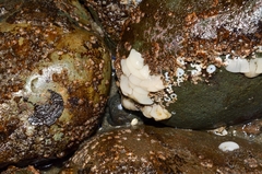 Onchidoris bilamellata