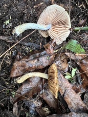 Cortinarius calaisopus