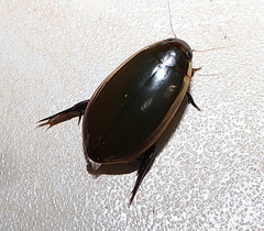Cybister tripunctatus