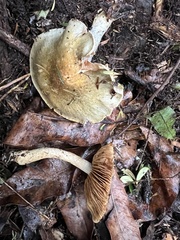 Cortinarius calaisopus