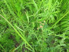 Vincetoxicum pycnostelma