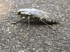 Chrysochroinae