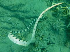 Hydrophis major