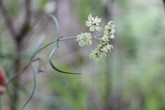 Asclepias praemorsa