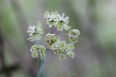 Asclepias praemorsa