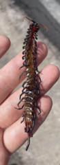 Scolopendra galapagoensis