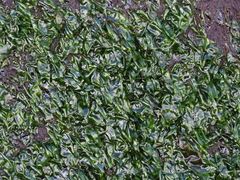 Prasiola meridionalis