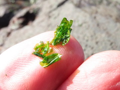 Prasiola meridionalis