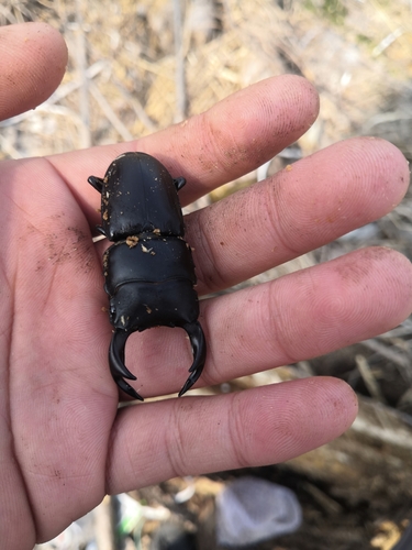 Hope's Stag Beetle