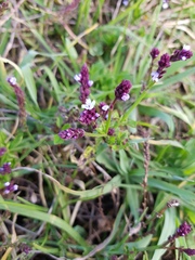 Verbena litoralis litoralis