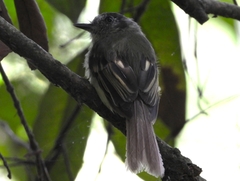 Leptopogon superciliaris