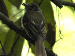 Leptopogon superciliaris